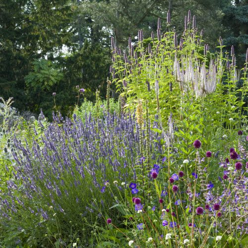 What’s On in the Garden this Summer 2025
