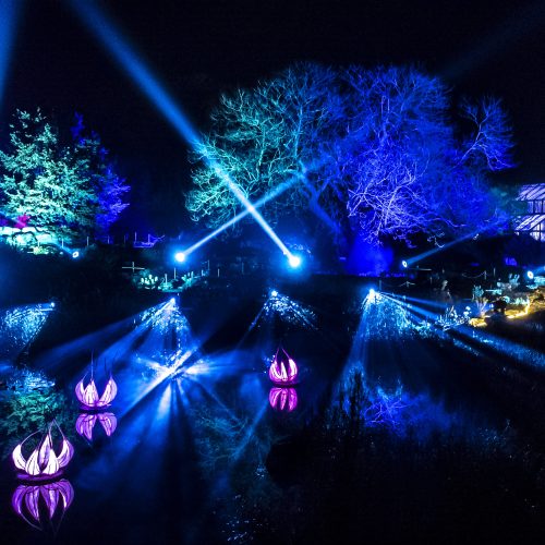 Cambridge Botanic Lights 2025