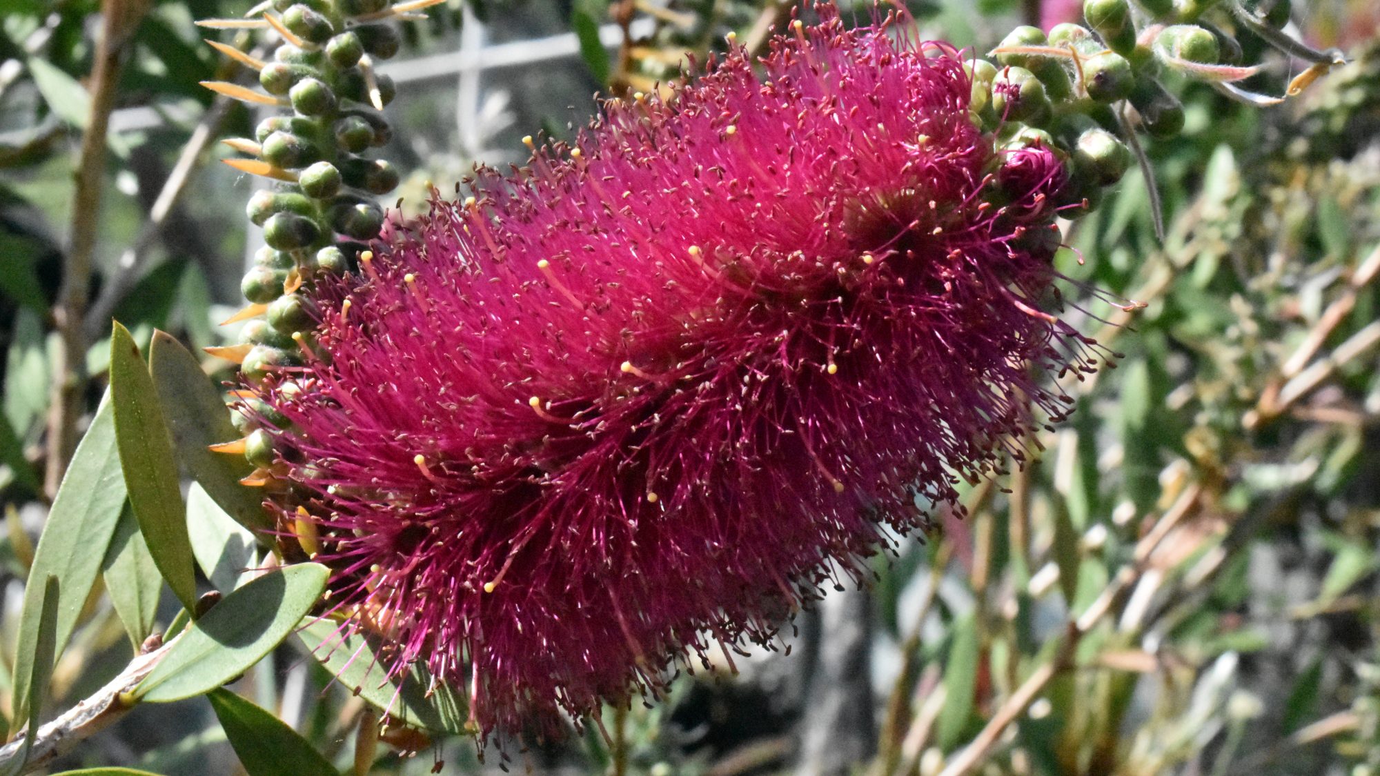 Deep red bottlebrush flower.