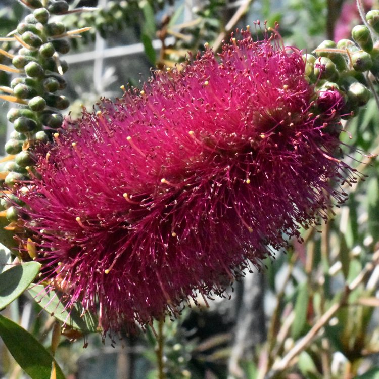 Melaleuca ‘Violaceus’