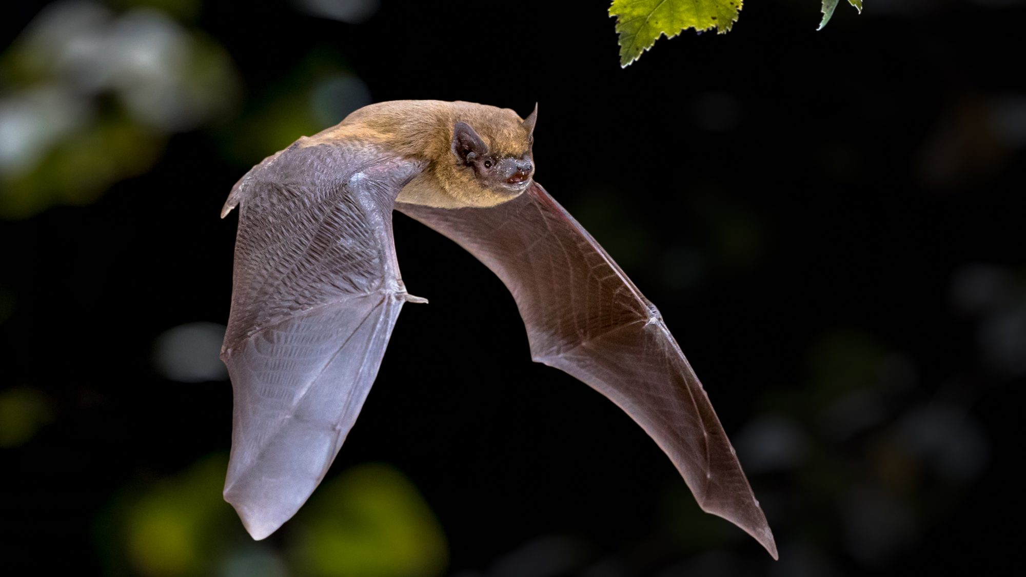 A bat flapping its wings