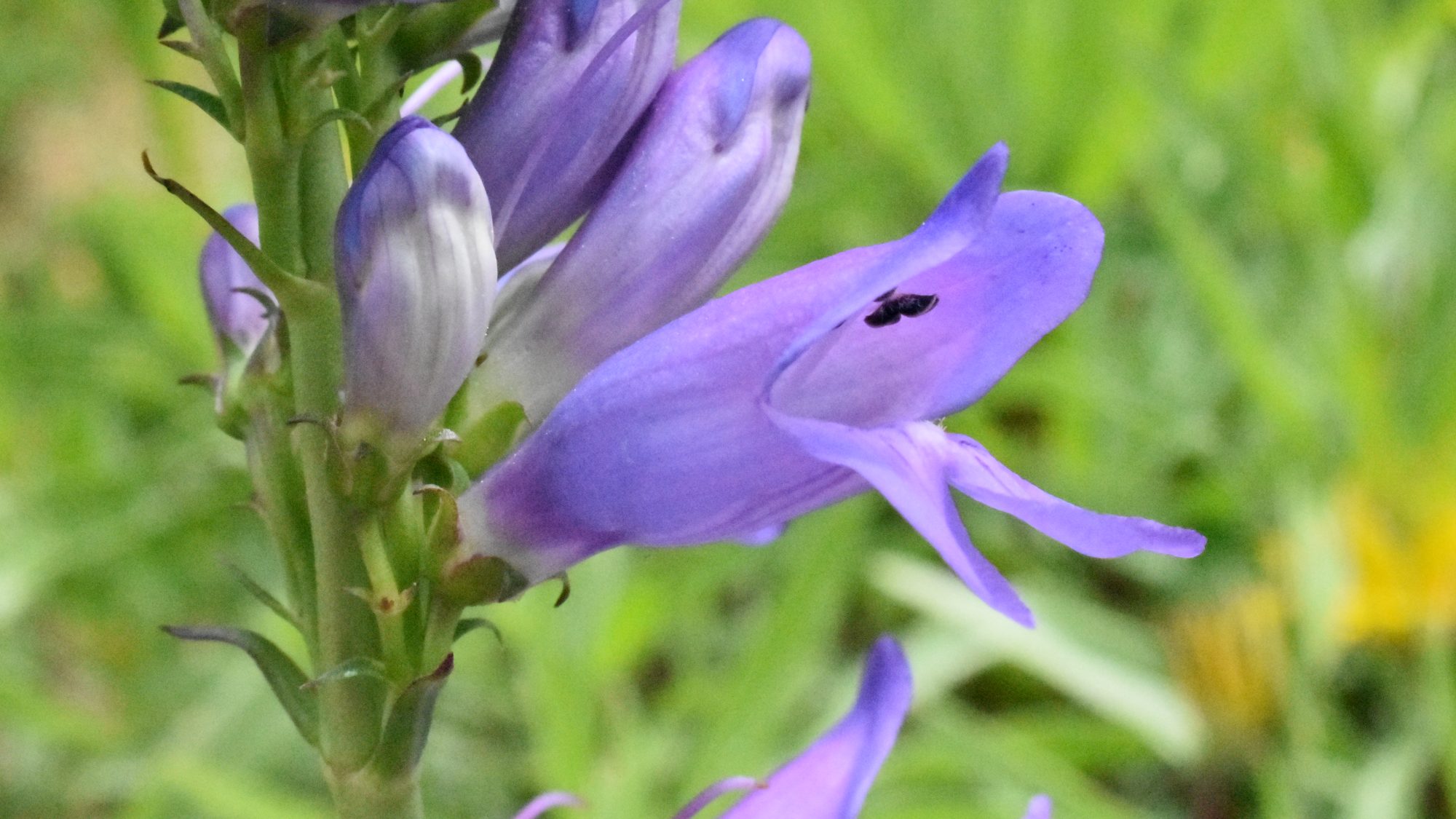 Tubular purple flowers.
