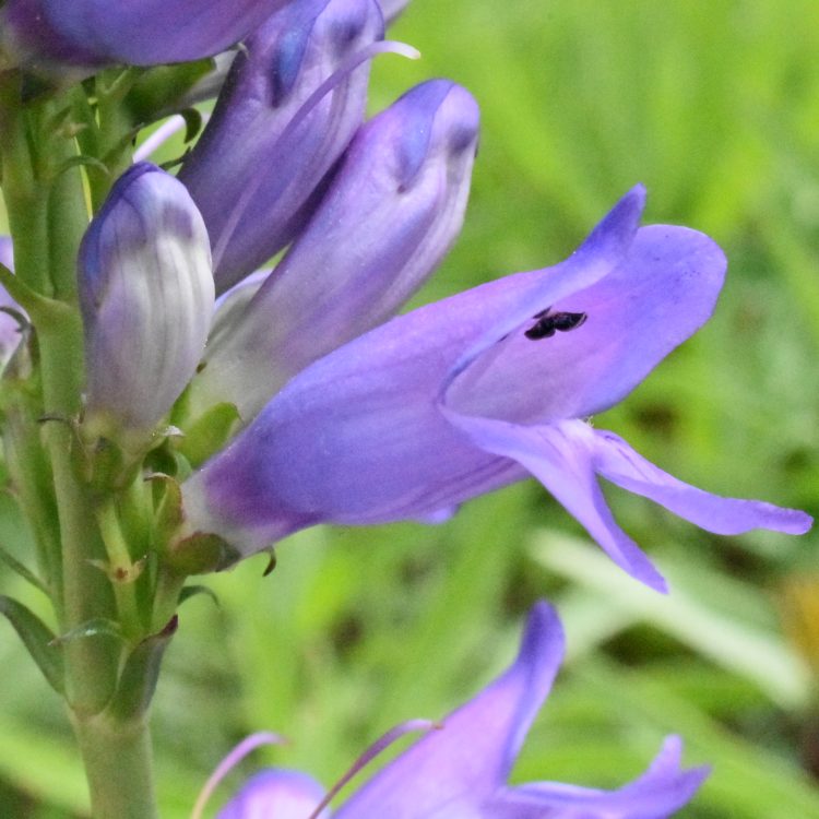 Penstemon cobaea