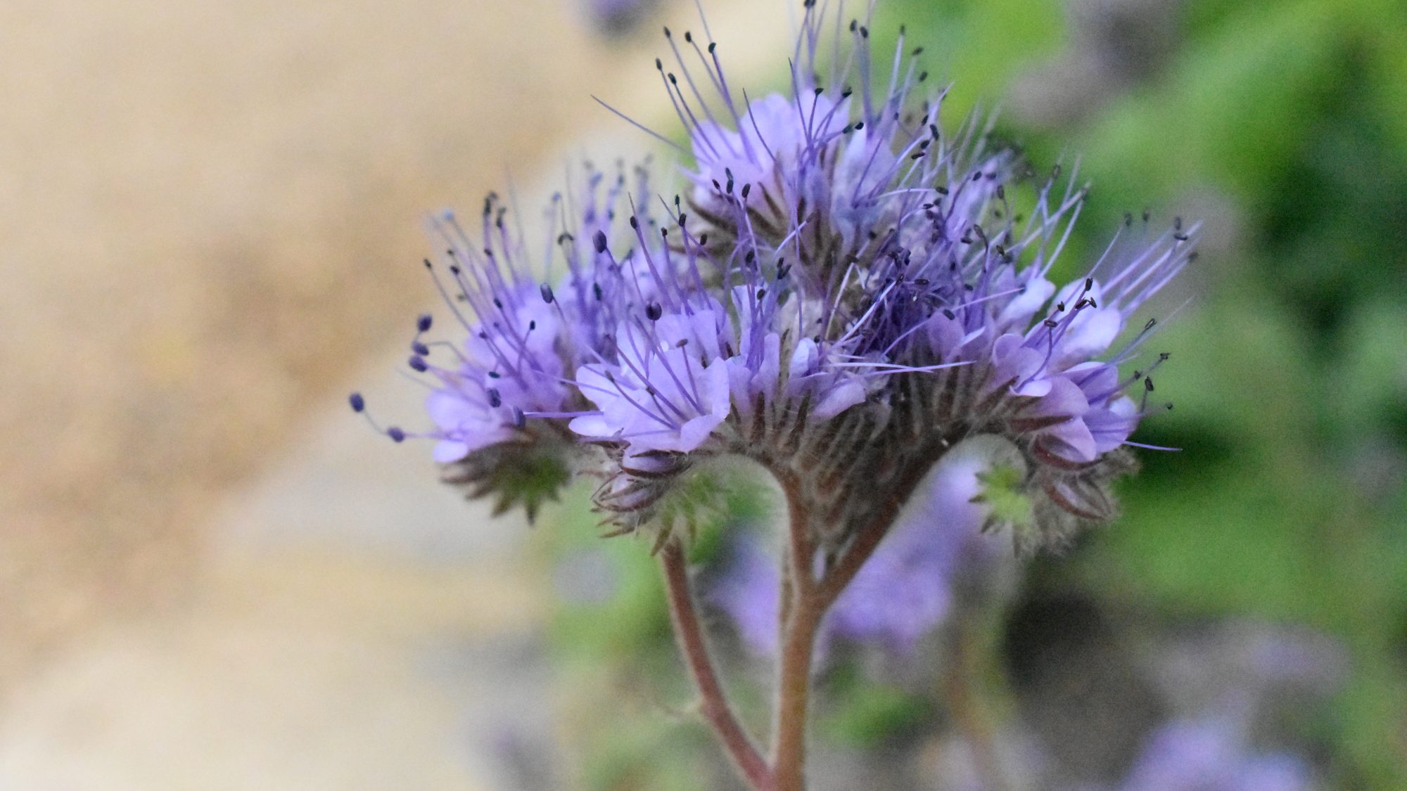 Soft blue open flowers with extended anthers.