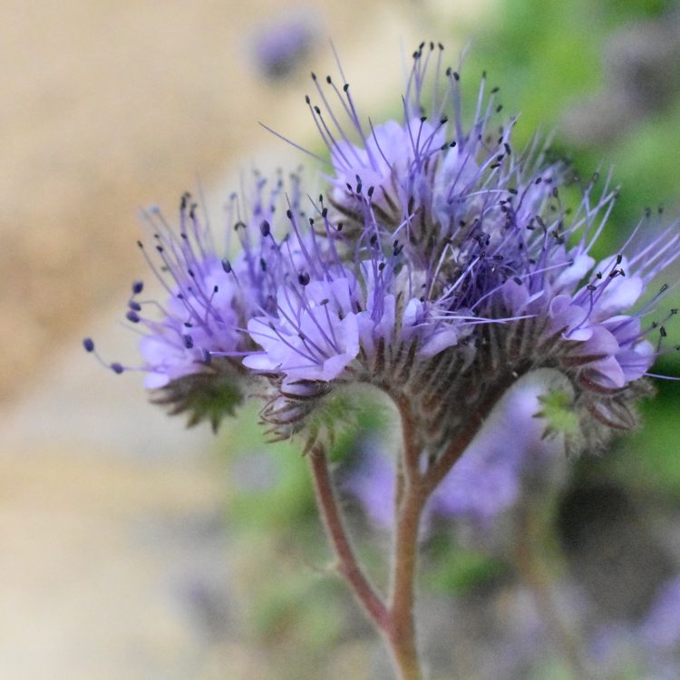Phacelia tanacetifolia