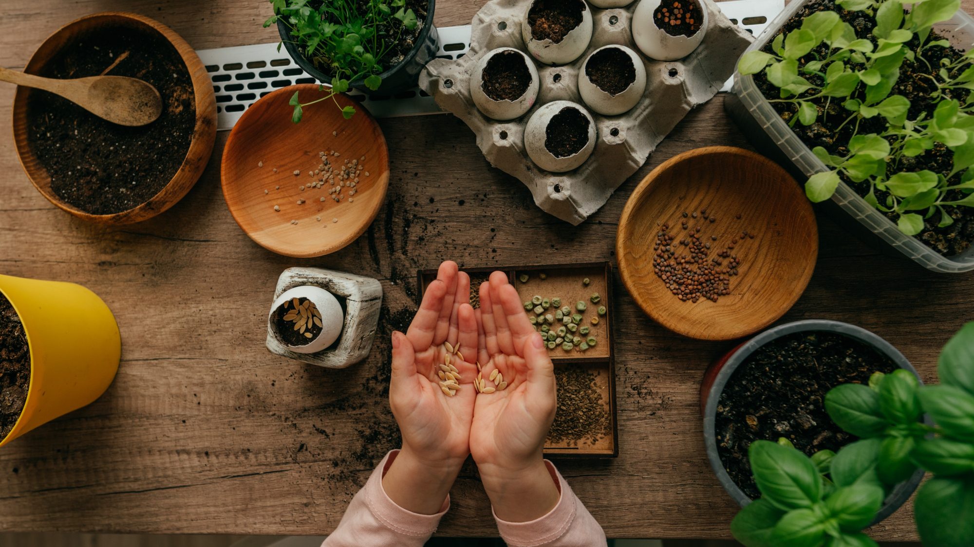 Hands holding some seeds with some herb and salad plants nearby.