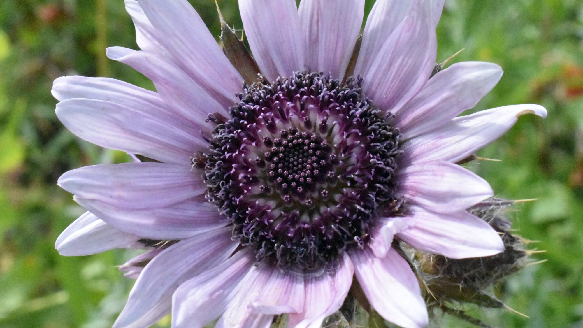 Mauve daisy.