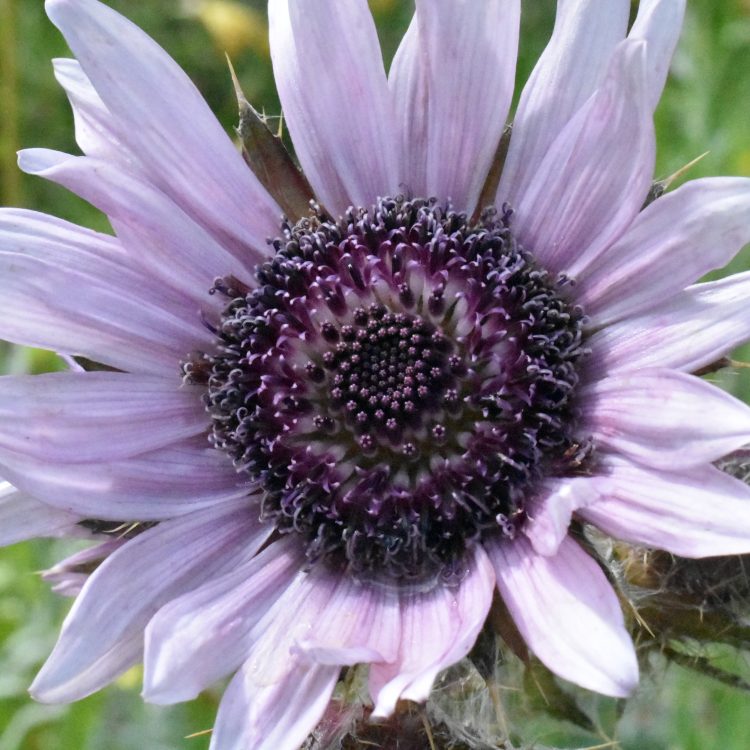 Berkheya purpurea ‘Silver Spikes’
