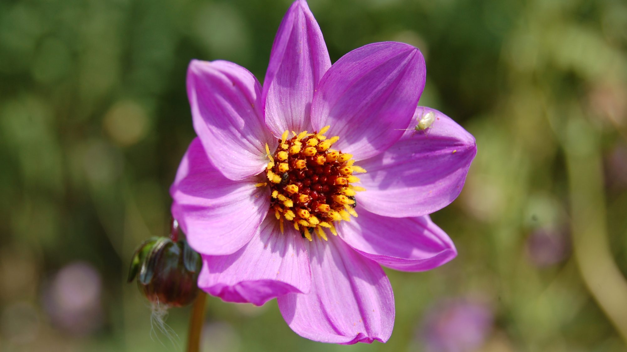 Mauve daisy with a central yellow eye.