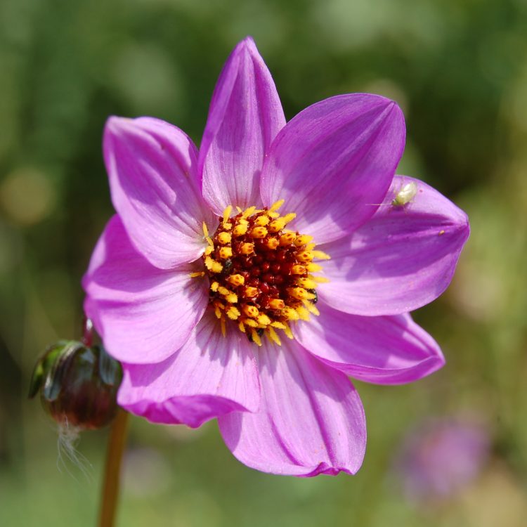 Dahlia merckii