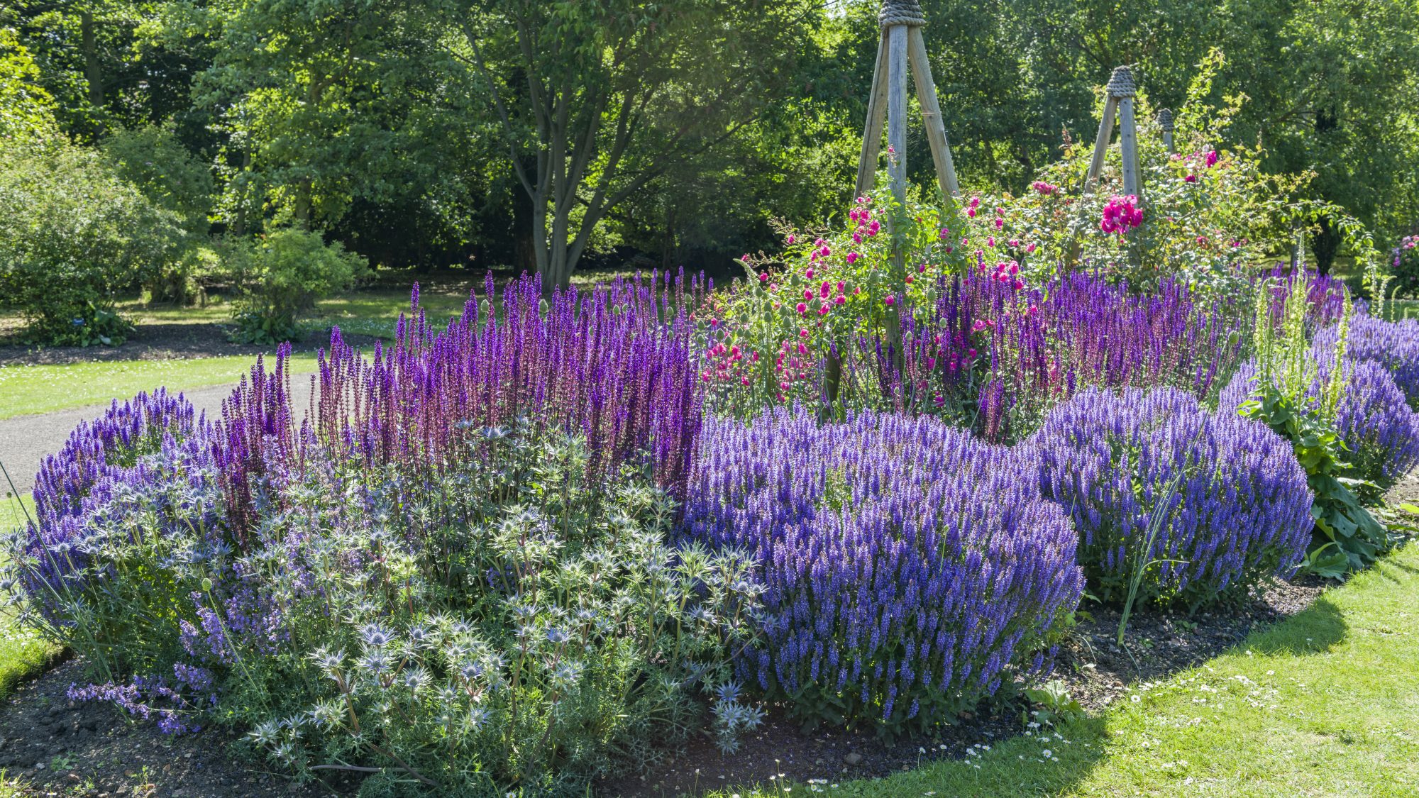 Purple flowers in the rose garden.