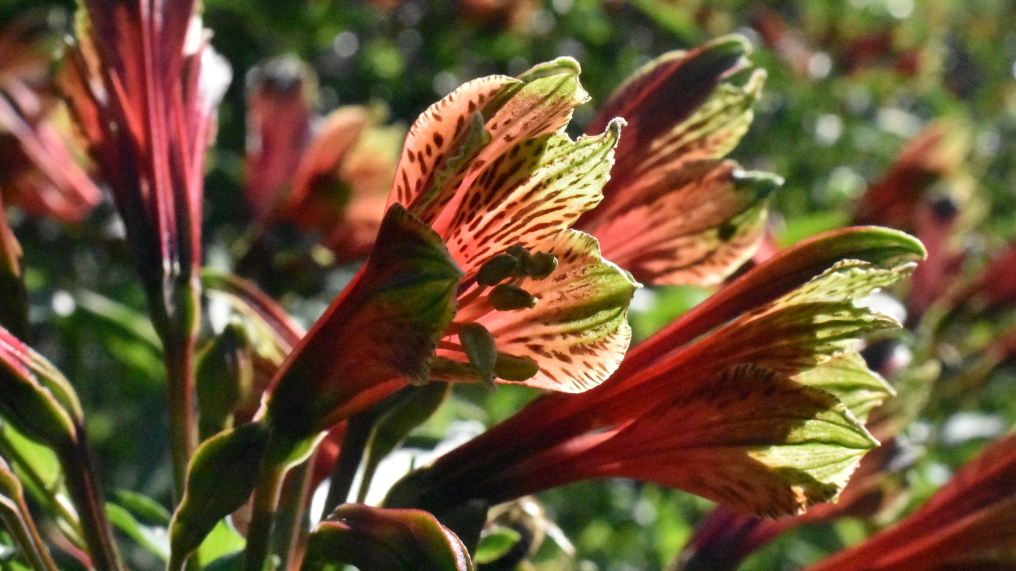 Tubular orange-red flowers with yellow-green tip.