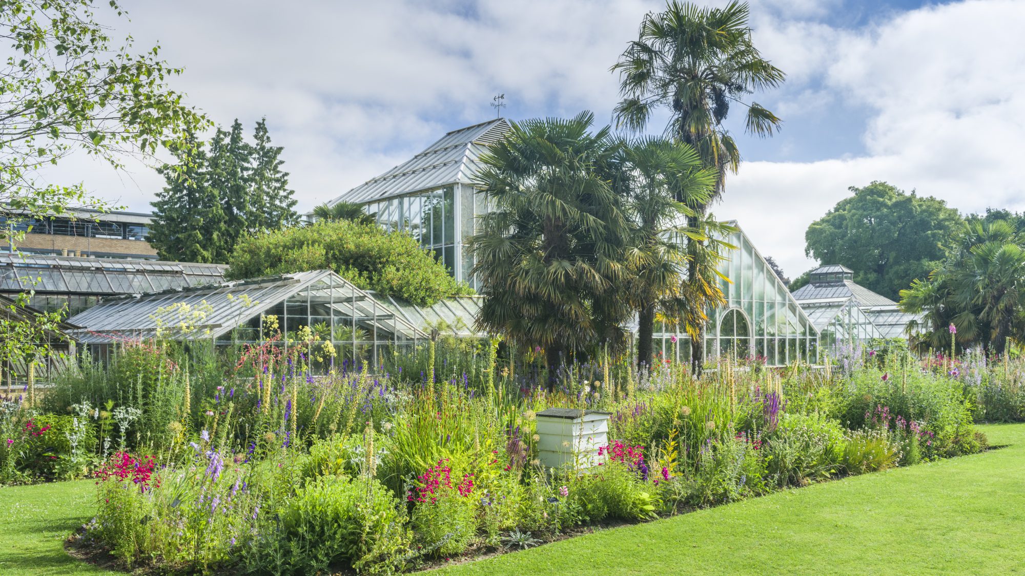 Long bee borders in front of glasshouse range, with lots of greenery and pinky-purple flowers.