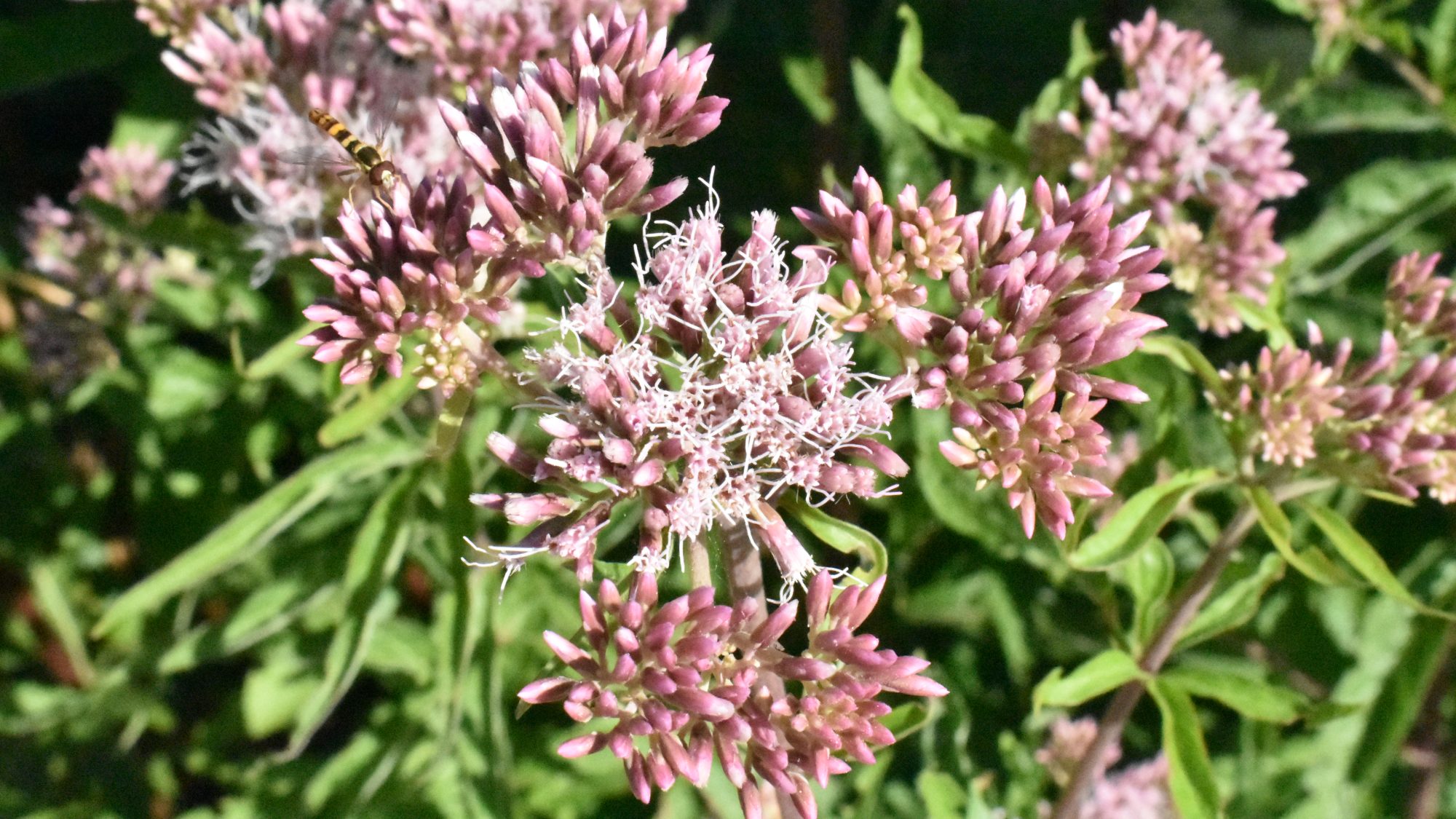 Head of delicate pink flowers.