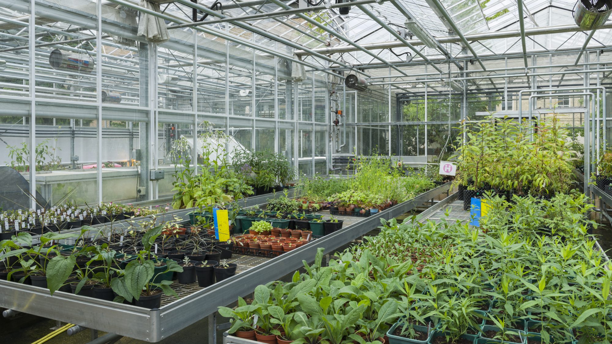 Small plants growing in the reserve collection glasshouse.
