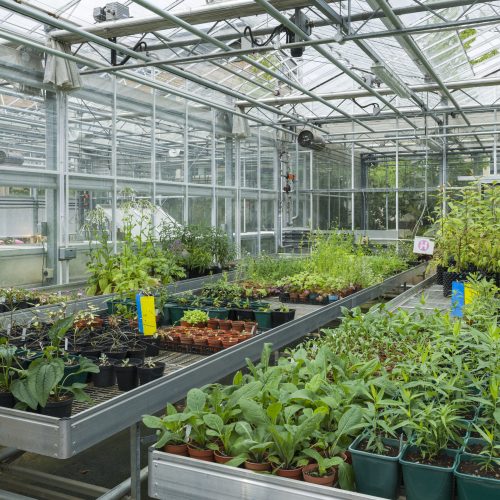 The joy of growing plants from seed