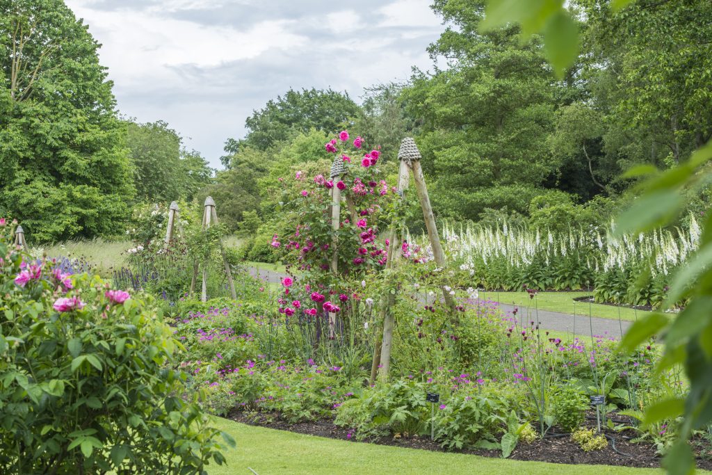 A rose garden with pink roses and white foxgloves.