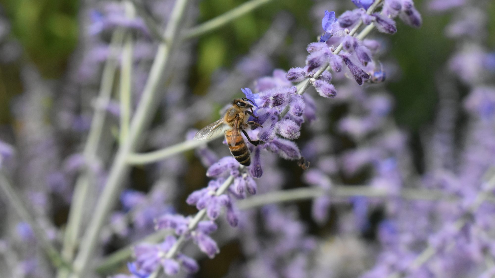 Spike of hairy blue flowers with bee.