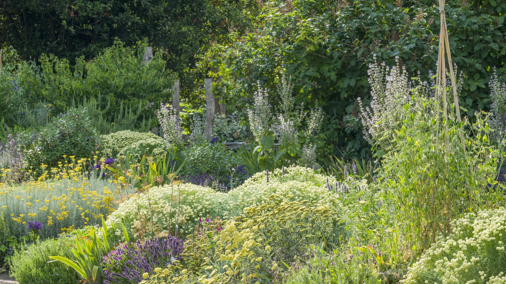 Greenery and shrubs in the scented Garden.
