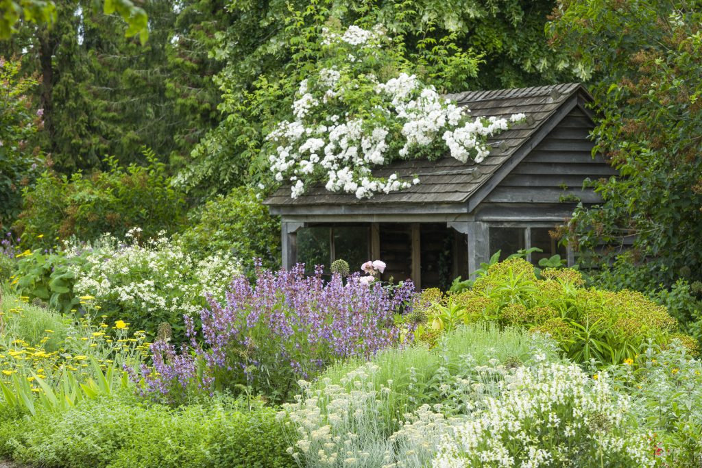 Purple plants and green shrubs in the scented garden, with a hut in the background.