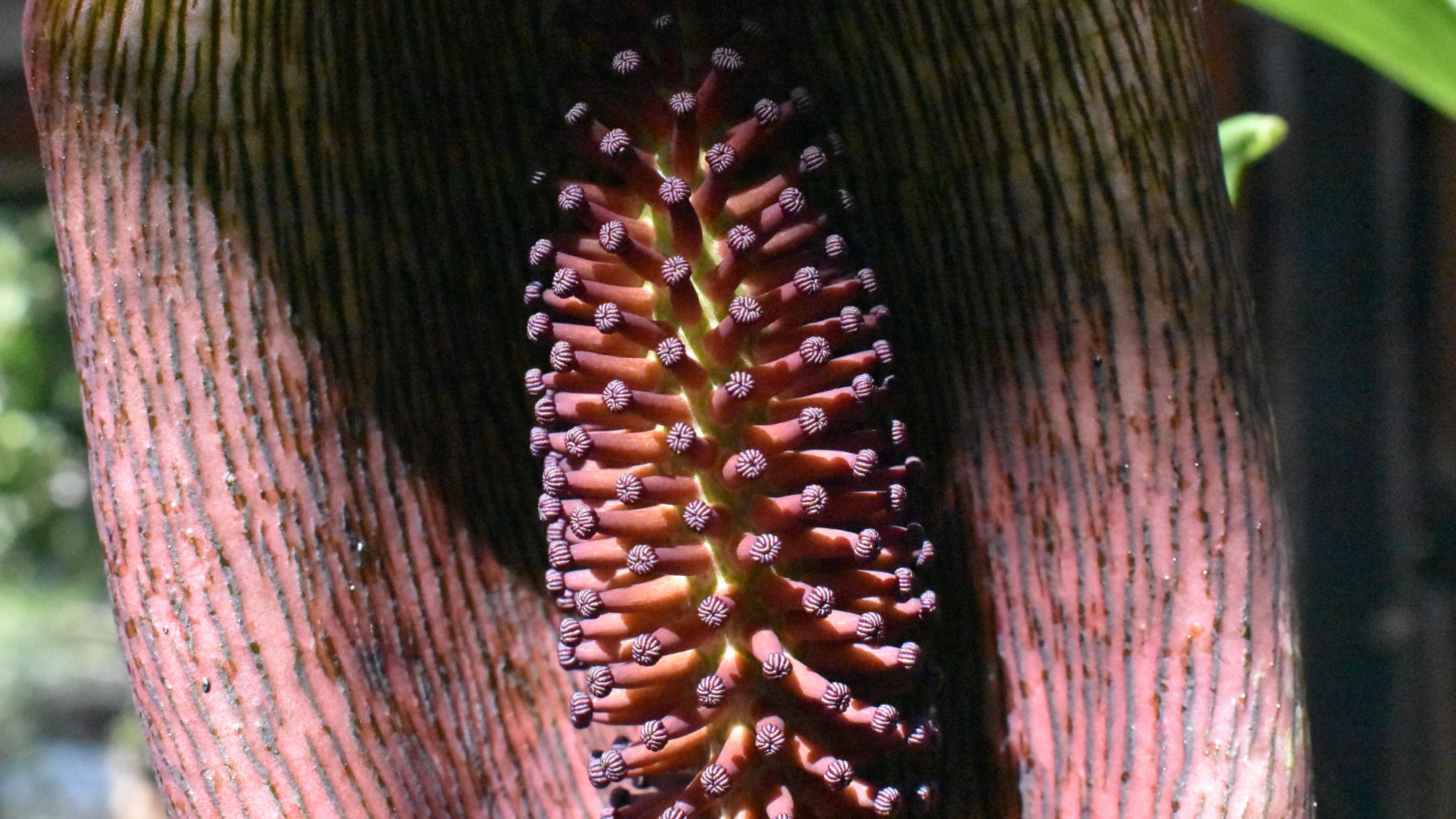 Rich-red spathe and spadix.