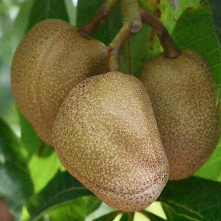Aesculus flava (fruit)