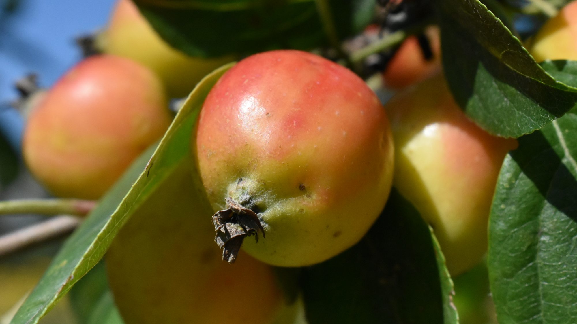 Rose crab apple.