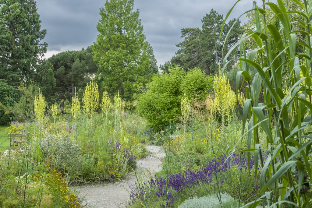 Shrubs and greenery in the Mediterranean Beds.