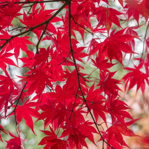FAQs for Certificate in Botanical Horticulture/Trainee Horticultural Technician