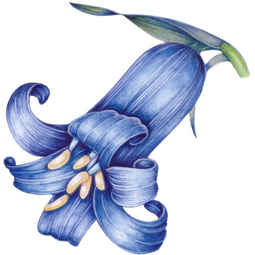 FULLY BOOKED Painting blue flowers in watercolour