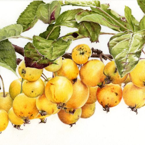BOOKINGS CLOSED Drawing a bunch of crab apples