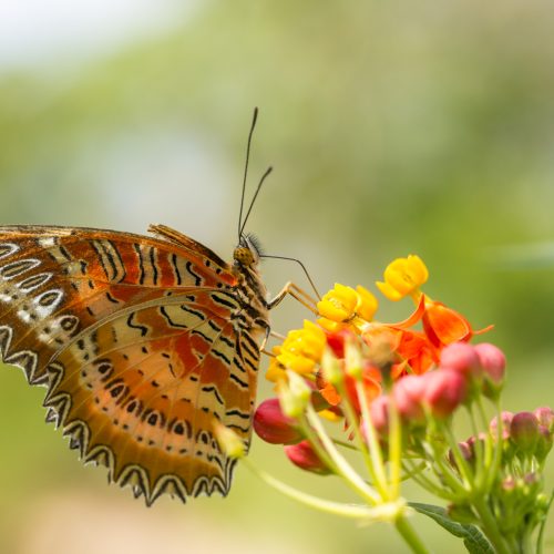 FULLY BOOKED Macro photography: Get closer to nature