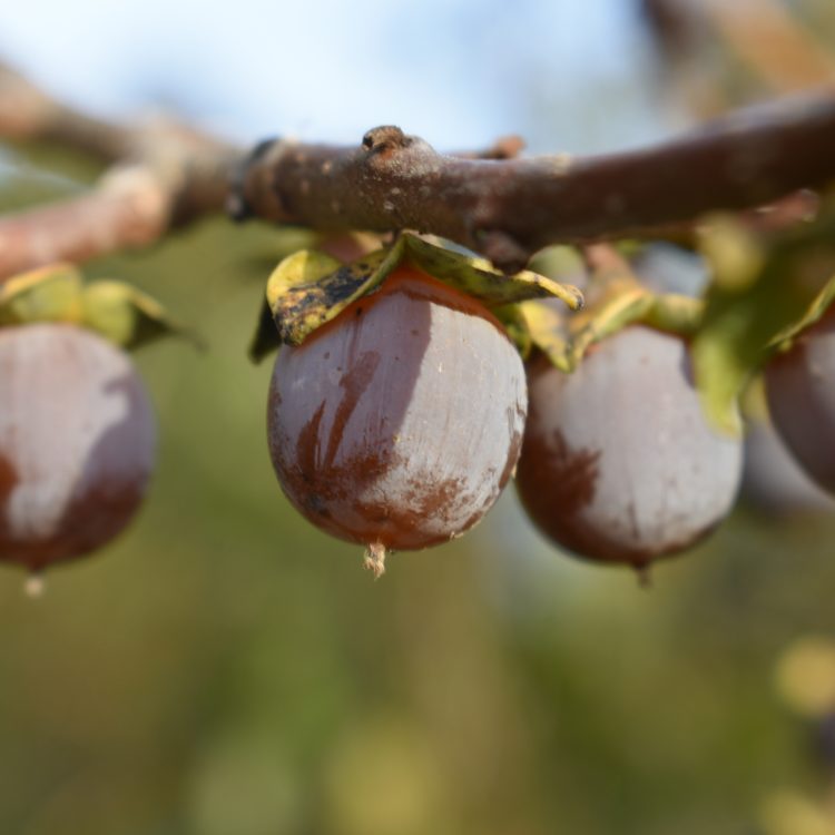 Diospyros lotus