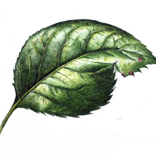 BOOKINGS CLOSED Taking a detailed look at leaves