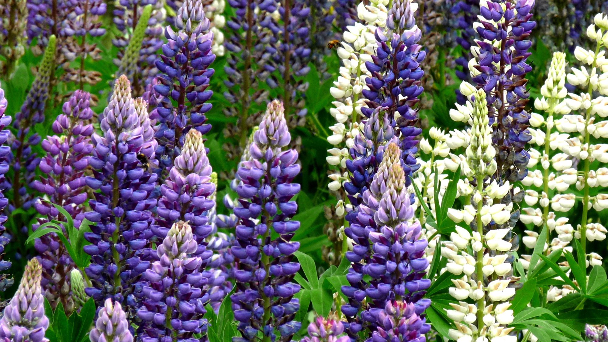 a photo of blue and white lupins
