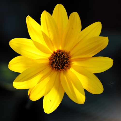 BOOKINGS CLOSED Hahnemann's healing herbs