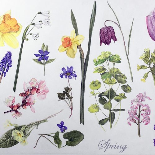 BOOKINGS CLOSED Illustrating wildflowers in coloured pencil
