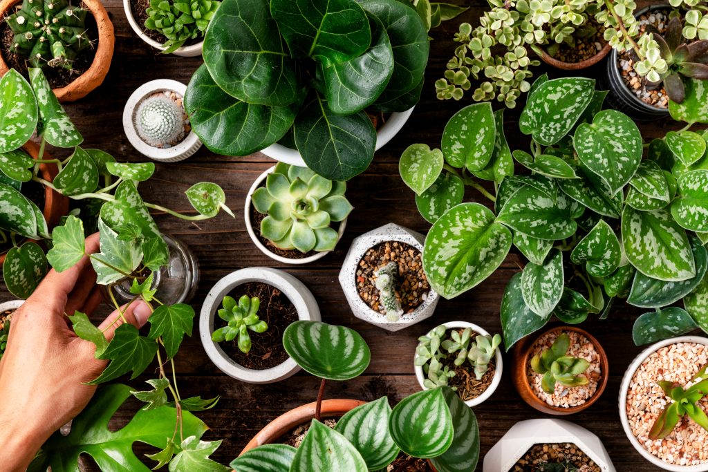 a photograph of a selection of indoor plants