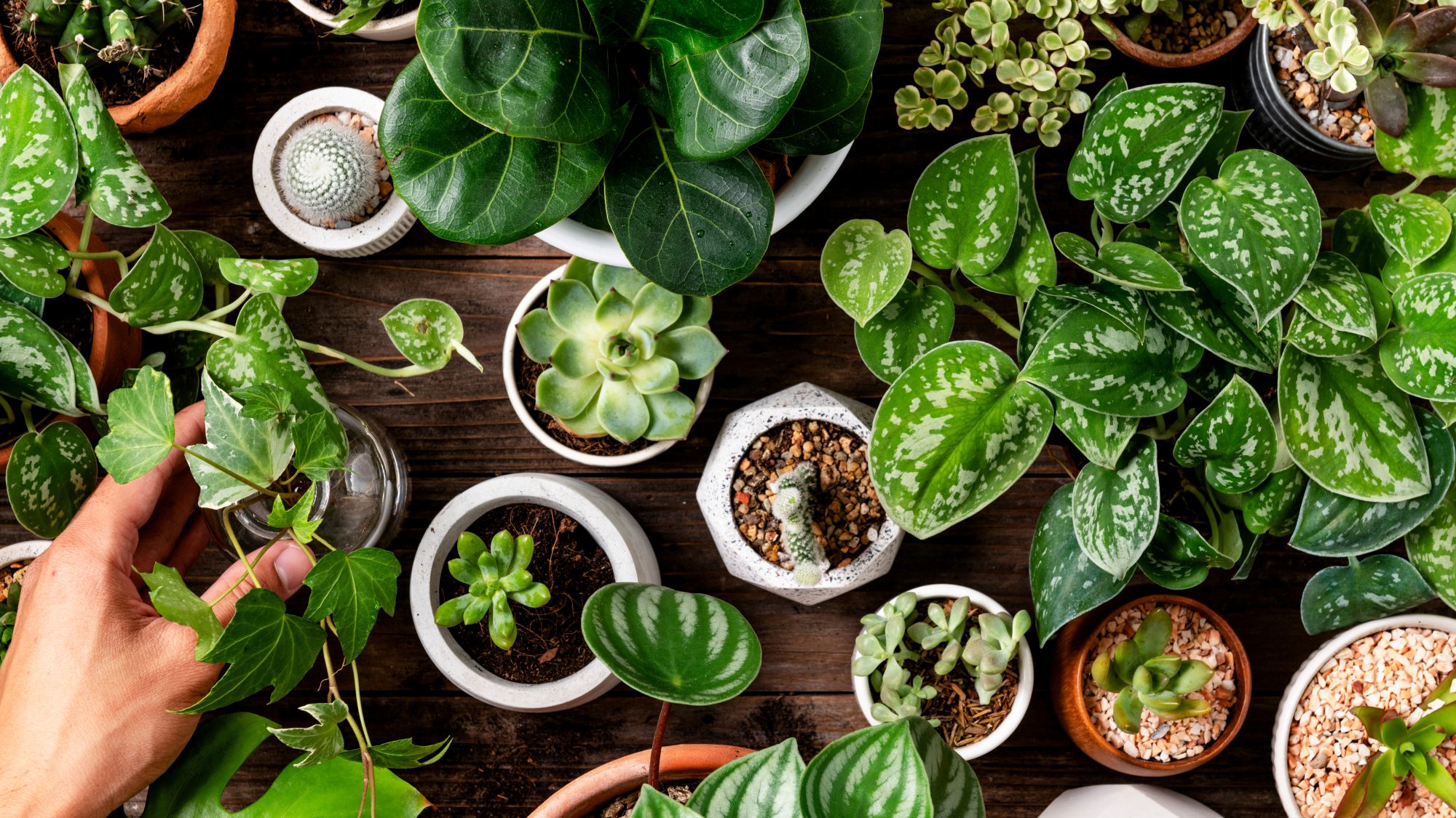 a photograph of a selection of indoor plants