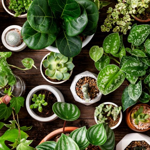 FULLY BOOKED Houseplants: Creating an indoor jungle