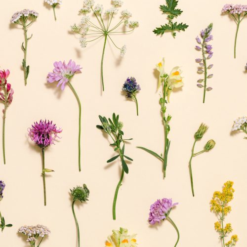 FULLY BOOKED Botany taster day