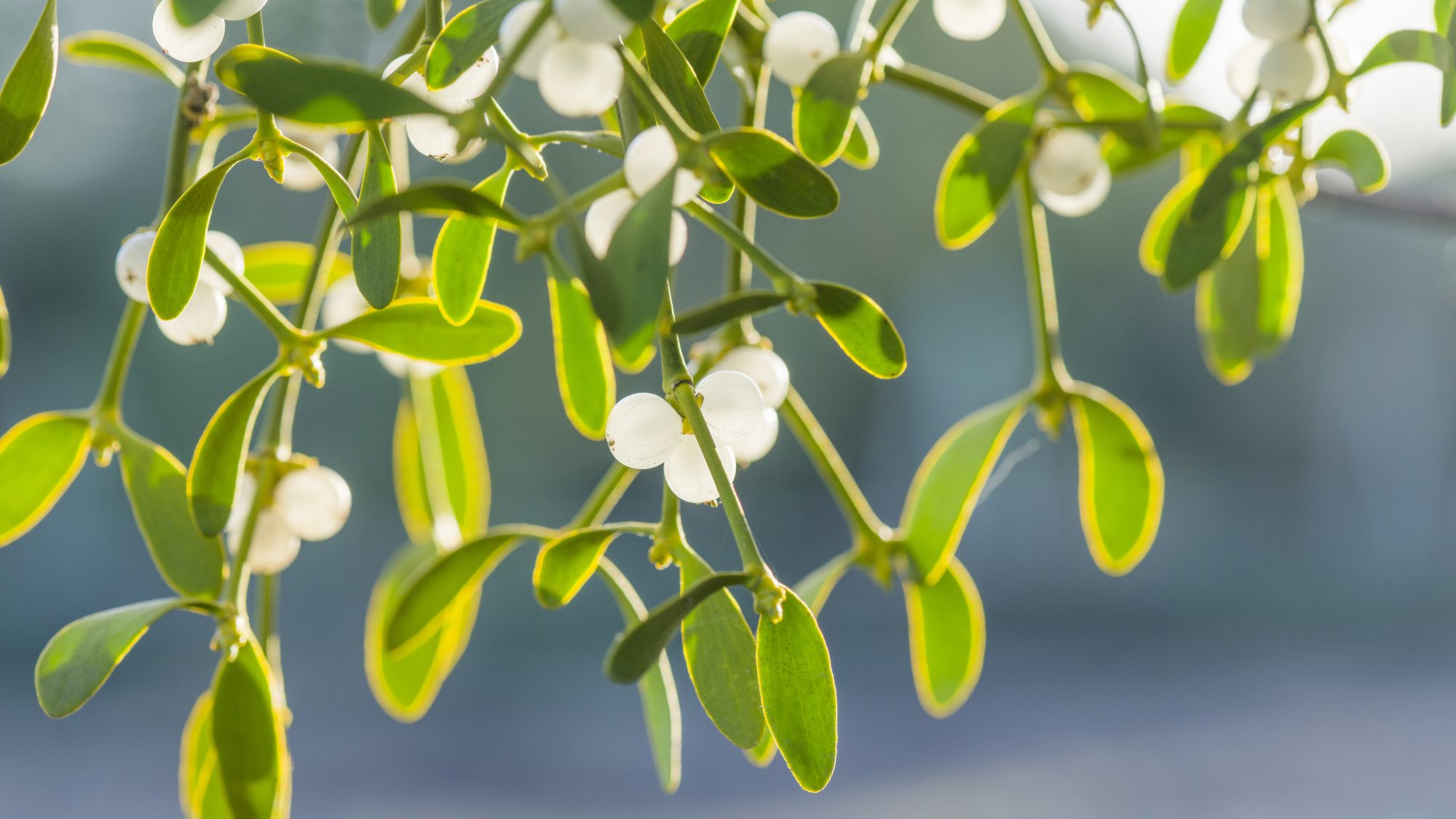Mistletoe.