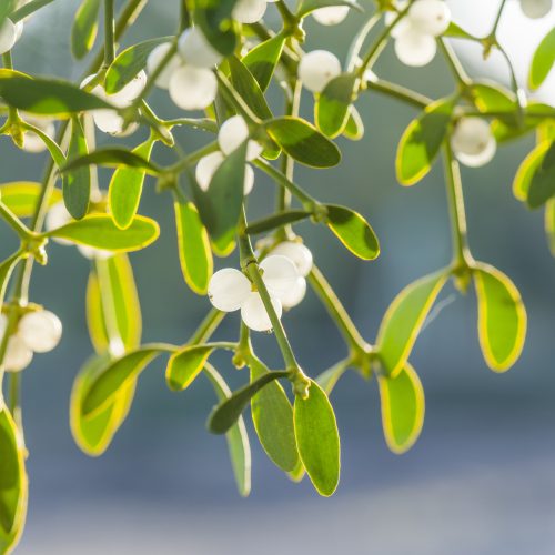 What’s On in the Garden this Winter 2025-2026