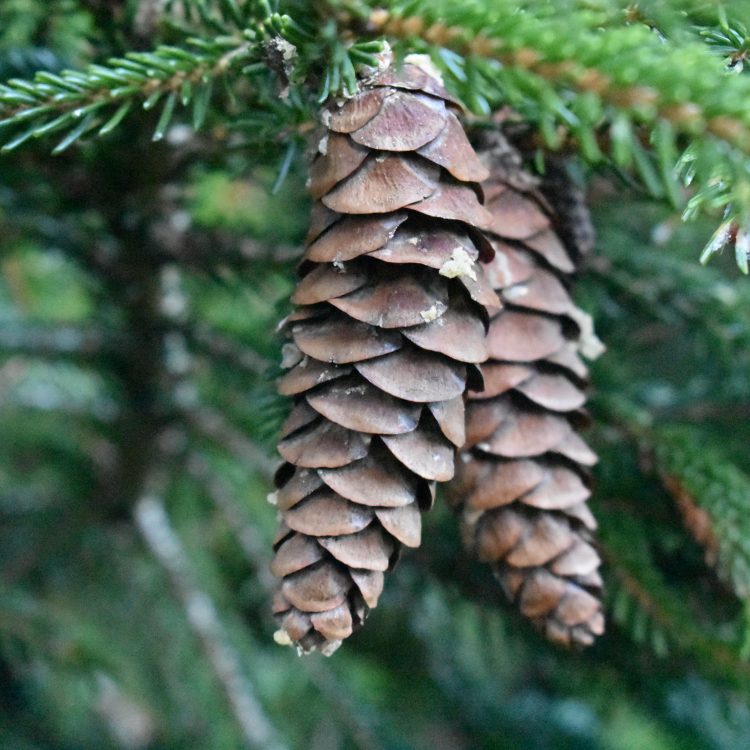 Picea orientalis