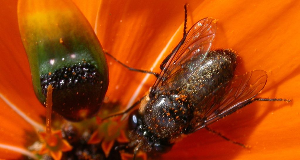 A bee-fly covered in pollen on an orange flower which has a dark spot similar to the colour and shape of the pollinator.