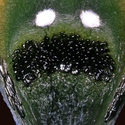 A magnified shot of a flower, showing a dark spot with two white dots.