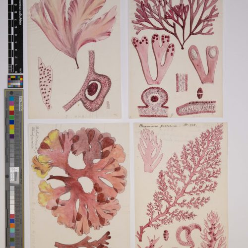 FULLY BOOKED: Friends' Herbarium Tour 12 noon - 1pm