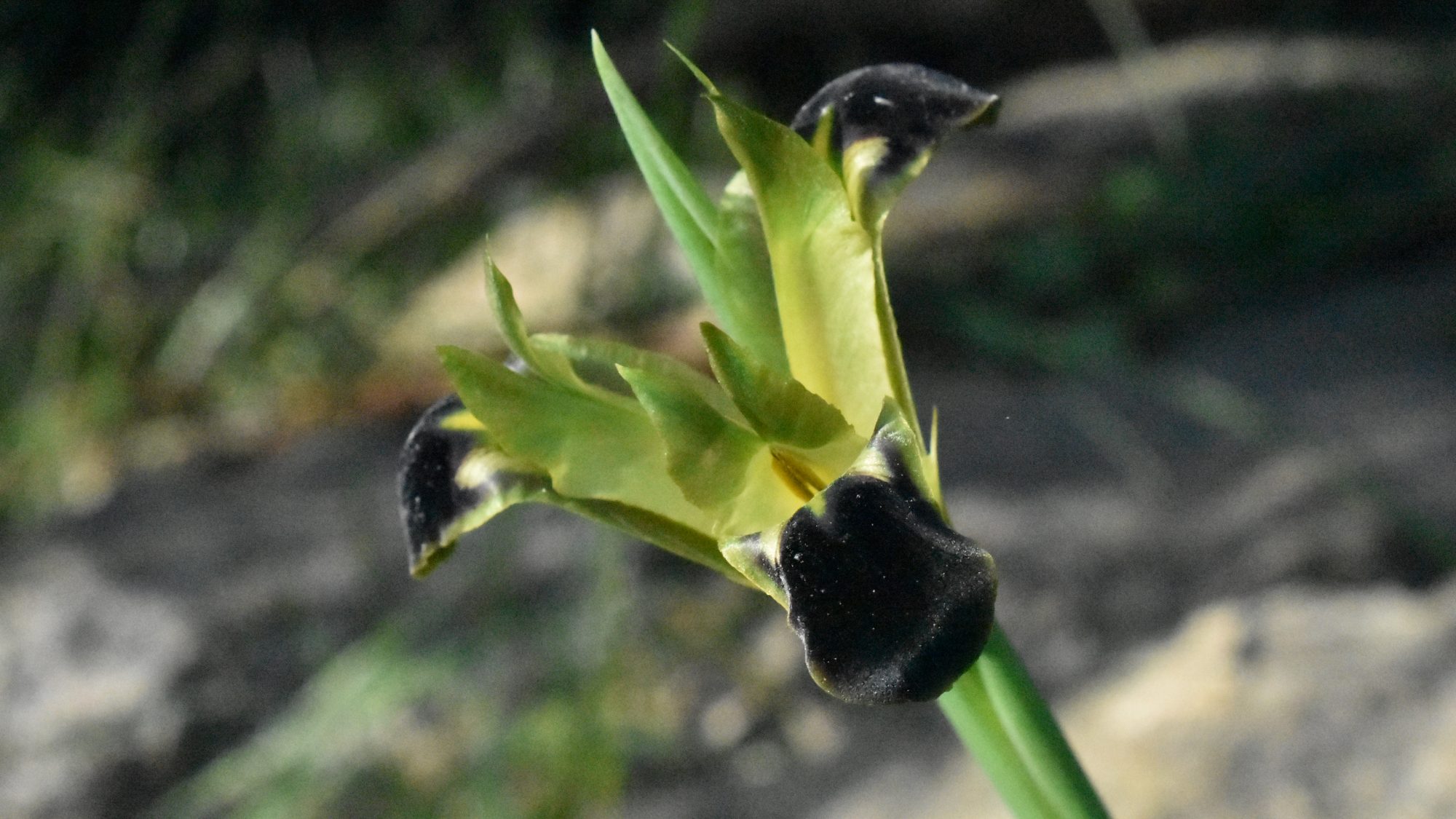 Green and black flower.