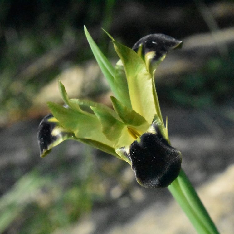 Iris tuberosa