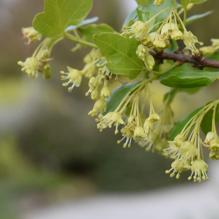 Acer sempervirens